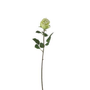 Rose Green - L69cm