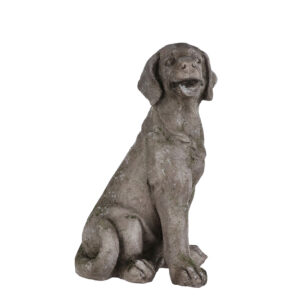 Dog Brown