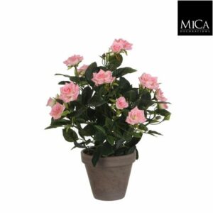 Rosebush Pink In Pot Stan Grey