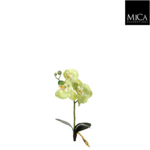 Orchid Green - L26cm