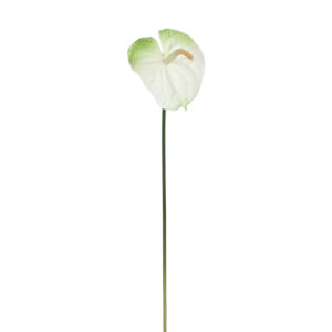 Anthurium White - L75cm