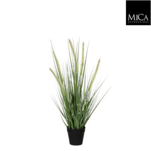 Dogtail Grass Green In Pot
