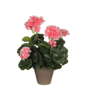 Geranium Peach In Pot Stan Grey