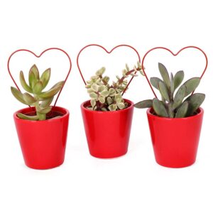 Succulent 5,5cm +Red Hart