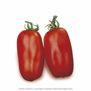 Pomodoro San Marzano Gigante 12 Seedlings