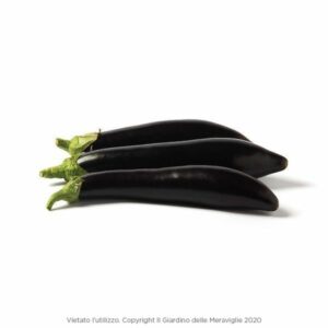 Long Black Eggplant (Melanzana Lunga) 6 Seedlings