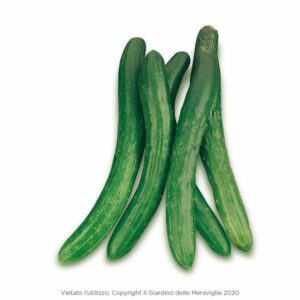 Cetriolo lungo Burpless Tasty Green 6 Seedlings