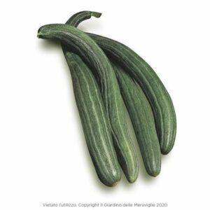 Tortarello Cucumber (Cetriolo) 6 Seedlings