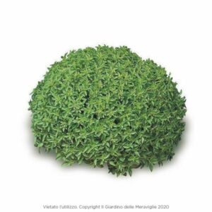 Greek Fine Ball Basil (Greco a Palla Nano) 12 Seedlings