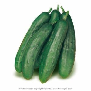 Jumbo Cucumber (Cetriolo Jumbo) 6 Seedlings