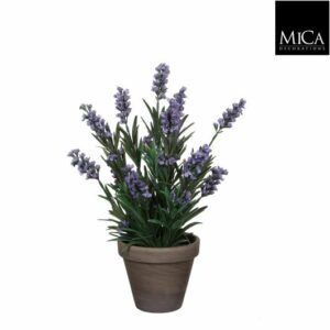 Lavender Blue In Pot Stan Grey