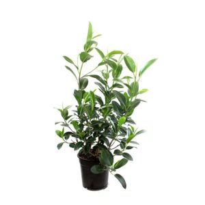 Ficus Australis V21