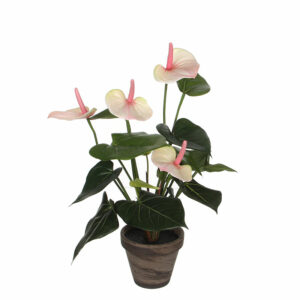 Anthurium Light Pink In Pot Stan Grey