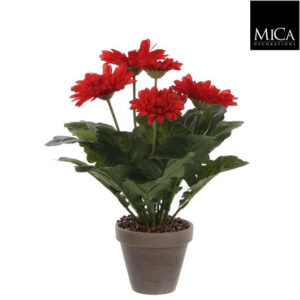 Gerbera Red In Pot Stan Grey