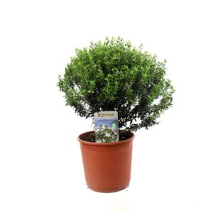 Myrtus Communis Microphylla Bush Ø19