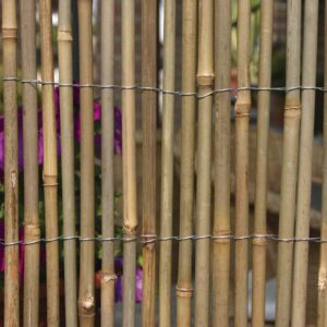 Raw Bamboo Stockade With Big Canes