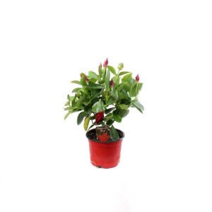 Sundavillea Bush V10.5