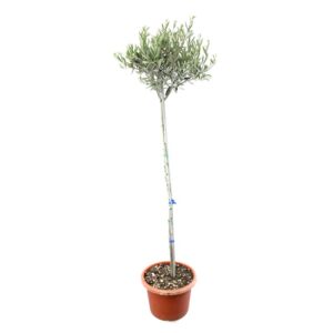 Olivo Ascolana Alberello V24