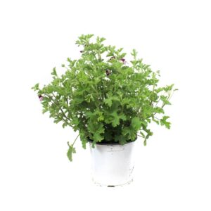 Geranio Antizanzare V15 cm