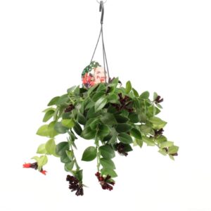 Aeschynanthus Mona Lisa V15