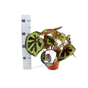Begonia leaf masoniana (Iron Cross) V15