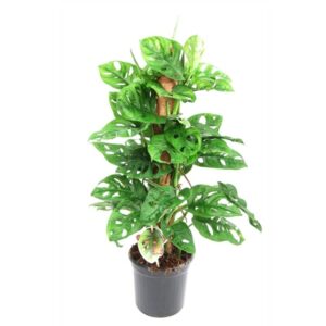Monstera obliqua Monkey Mask V16