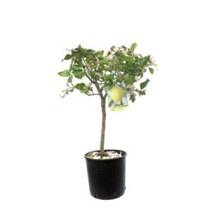 Limone Lunario Cespuglio V20