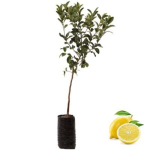 Limone Lunario Fit