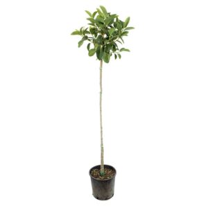 Ficus Australis Alberello V24