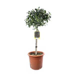 Ilex Mutchagara Nellie R. Stevens Mini Standard