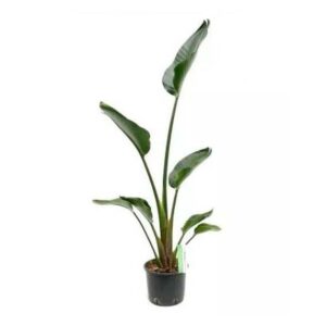 Strelitzia Nicolai (Bird Of Paradise)