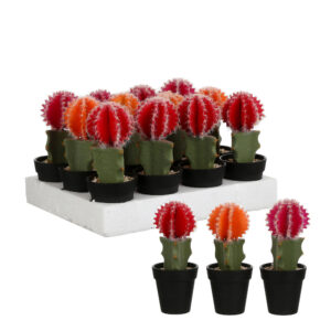 Cactus In Plastic Pot Red Orange D. Pink