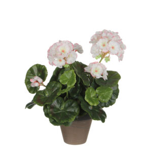 Geranium White Pink In Pot Stan Grey