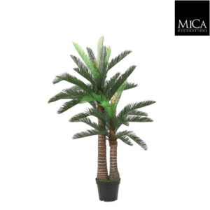 Cycas Palm In Plastic Pot Green