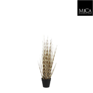 Onion Grass In Plastic Pot Brown