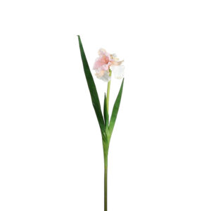 Iris Pink - L94cm