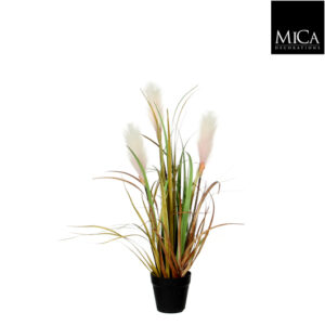 Reed Grass Light Brown In Plastic Pot