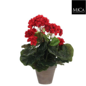 Geranium Red In Pot Stan Grey