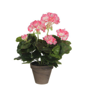 Geranium Pink White In Pot Stan Grey