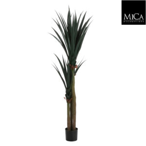 Yucca In Pot Green