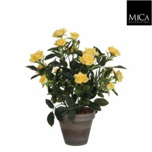 Rosebush Yellow In Pot Stan Grey