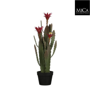 Cactus In Plastic Pot Green