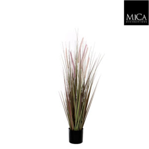 Dogtail Grass Purple In Pot